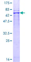SDS-PAGE - Recombinant Human BFAR protein (GST tag N-Terminus) (AB162491)