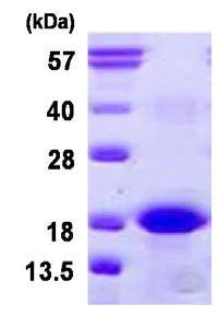 SDS-PAGE - Recombinant Human BFL-1/GRS protein (His tag N-Terminus) (AB126683)