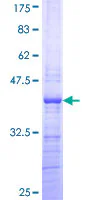 SDS-PAGE - Recombinant Human BHC80 / PHF21A protein (GST tag N-Terminus) (AB162507)
