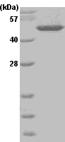 SDS-PAGE - Recombinant Human BHMT protein (AB51280), expandable thumbnail