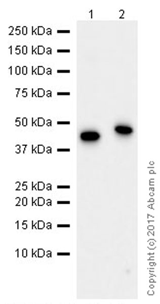 Western blot - Recombinant Human BHMT protein (AB51280), expandable thumbnail