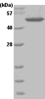 SDS-PAGE - Recombinant Human BHMT protein (His tag N-Terminus) (AB51280)