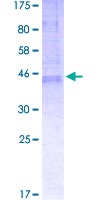 Recombinant Human BI-1 protein