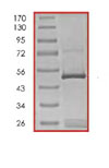 Recombinant Human Bid protein