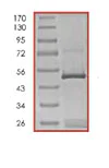 SDS-PAGE - Recombinant Human Bid protein (AB85155)