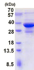 SDS-PAGE - Recombinant Human Bif-1 protein (AB137149)