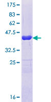 Recombinant Human BIG1 protein