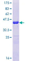 SDS-PAGE - Recombinant Human BIG1 protein (GST tag N-Terminus) (AB161048)