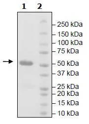 SDS-PAGE - Recombinant Human Bile Acid Receptor NR1H4 protein (GST tag N-Terminus) (AB271526)