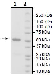SDS-PAGE - Recombinant Human Bile Acid Receptor NR1H4 protein (Tagged) (AB271526)