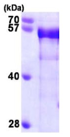 SDS-PAGE - Recombinant Human BIN1 protein (AB98238), expandable thumbnail