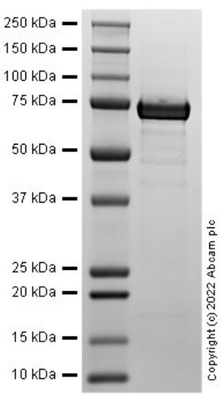 SDS-PAGE - Recombinant Human BIP Protein (AB287939), expandable thumbnail