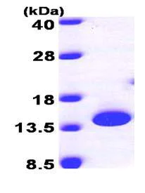 SDS-PAGE - Recombinant Human BIT1 protein (AB101645)