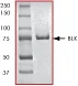 SDS-PAGE - Recombinant human BLK protein (AB60876)