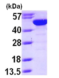 SDS-PAGE - Recombinant Human BLMH protein (AB101205)