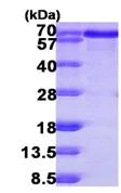 SDS-PAGE - Recombinant Human BLNK protein (AB104120)