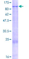 SDS-PAGE - Recombinant Human Blood Group Kell Antigen protein (GST tag N-Terminus) (AB116891)