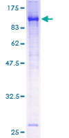 SDS-PAGE - Recombinant Human BMAL1 protein (GST tag N-Terminus) (AB131888)