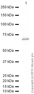 Western blot - Recombinant Human Bmi1 protein (AB114169)