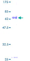 SDS-PAGE - Recombinant Human Bmi1 protein (GST tag N-Terminus) (AB114169)