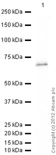 Western blot - Recombinant Human Bmi1 protein (GST tag N-Terminus) (AB114169)