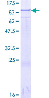 SDS-PAGE - Recombinant Human BMP1/PCP protein (GST tag N-Terminus) (AB157967)
