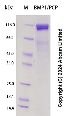 SDS-PAGE - Recombinant Human BMP1/PCP Protein Standard (His tag) (AB323019)