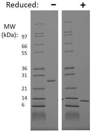SDS-PAGE - Recombinant human BMP2 protein (Active) (AB269203)