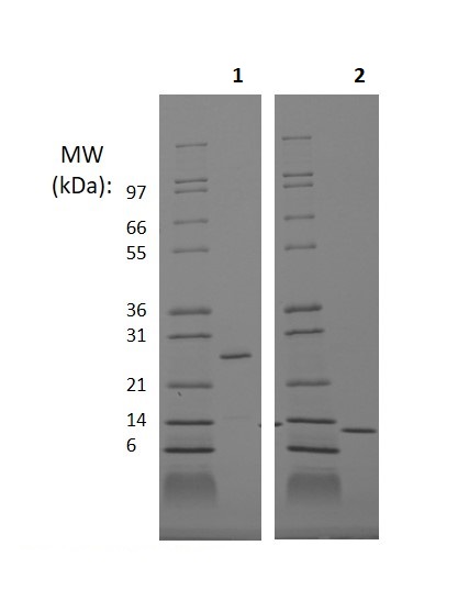 Recombinant human BMP2 protein (Animal Free)