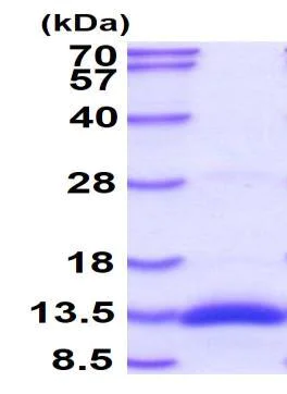 SDS-PAGE - Recombinant Human BMP2 protein (Tag Free) (AB87065)
