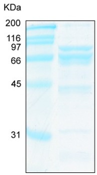 Recombinant Human BMP4 protein