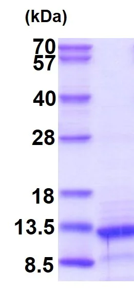 SDS-PAGE - Recombinant Human BMP4 protein (Tag Free) (AB87063)