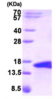 SDS-PAGE - Recombinant Human BMP5 protein (AB87627)