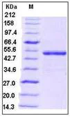 SDS-PAGE - Recombinant Human BMP5 protein (Fc Chimera) (AB276230)