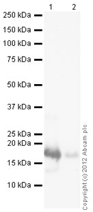 Western blot - Recombinant Human BMP5 protein (Tag Free) (AB87627)