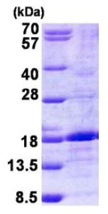 SDS-PAGE - Recombinant Human BMP6 protein (AB156340)