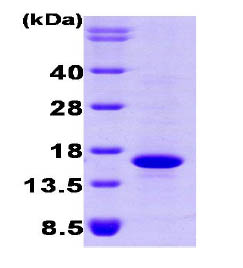 SDS-PAGE - Recombinant Human BMP7 protein (AB87055), expandable thumbnail