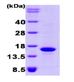 SDS-PAGE - Recombinant Human BMP7 protein (His tag C-Terminus) (AB87055)