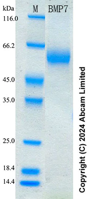 SDS-PAGE - Recombinant Human BMP7 Protein Standard (His tag) (AB316695)