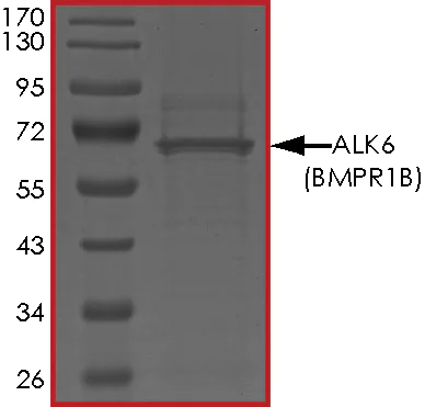 SDS-PAGE - Recombinant human BMPR1B protein (GST tag N-Terminus) (AB107949)