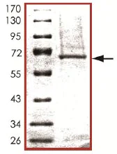 SDS-PAGE - Recombinant human BMPR1B protein (GST tag N-Terminus) (AB107949)