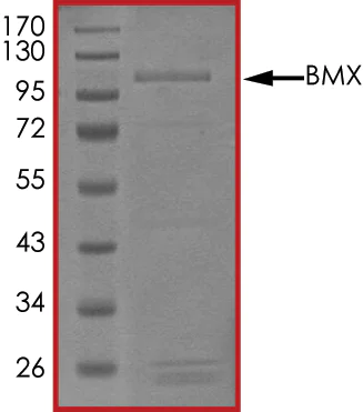 SDS-PAGE - Recombinant human BMX protein (AB60877)