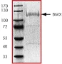 SDS-PAGE - Recombinant human BMX protein (AB60877)