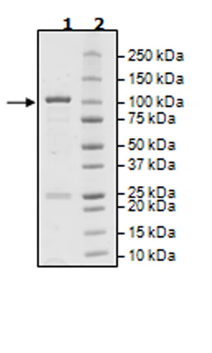SDS-PAGE - Recombinant human BMX protein (GST tag N-Terminus) (AB271390)