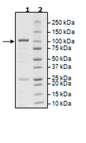 Recombinant human BMX protein (Tagged)