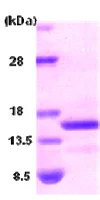 SDS-PAGE - Recombinant Human BNP protein (AB87200)