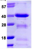 SDS-PAGE - Recombinant Human BOB1 protein (AB109849)