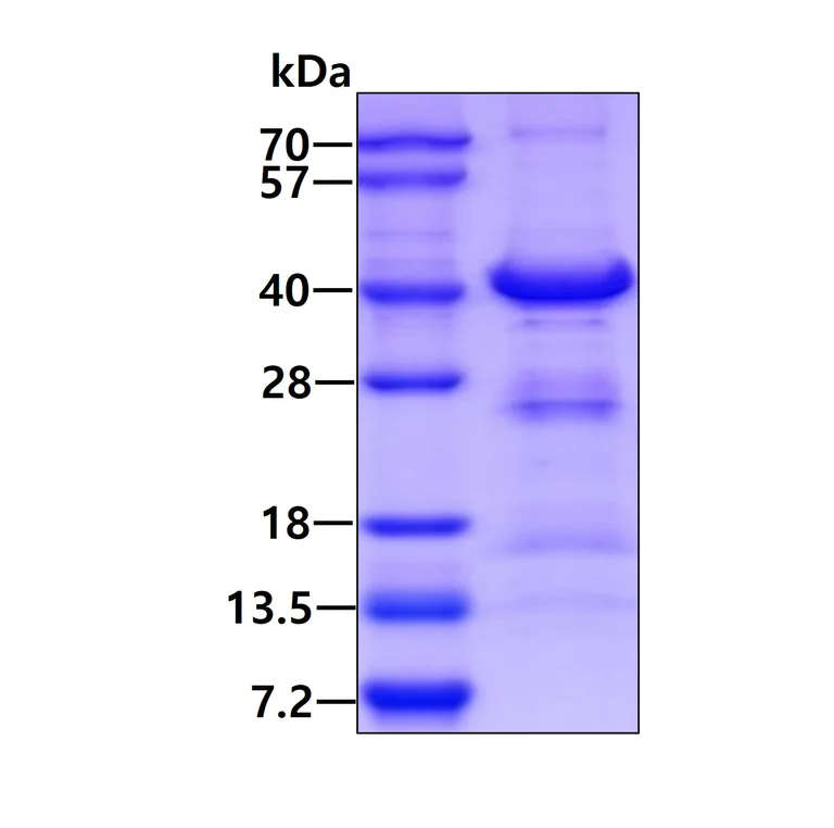 SDS-PAGE - Recombinant Human BOB1 protein (AB109849)