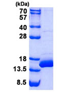 SDS-PAGE - Recombinant Human BOLA1 protein (AB139619), expandable thumbnail