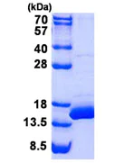 SDS-PAGE - Recombinant Human BOLA1 protein (His tag N-Terminus) (AB139619)